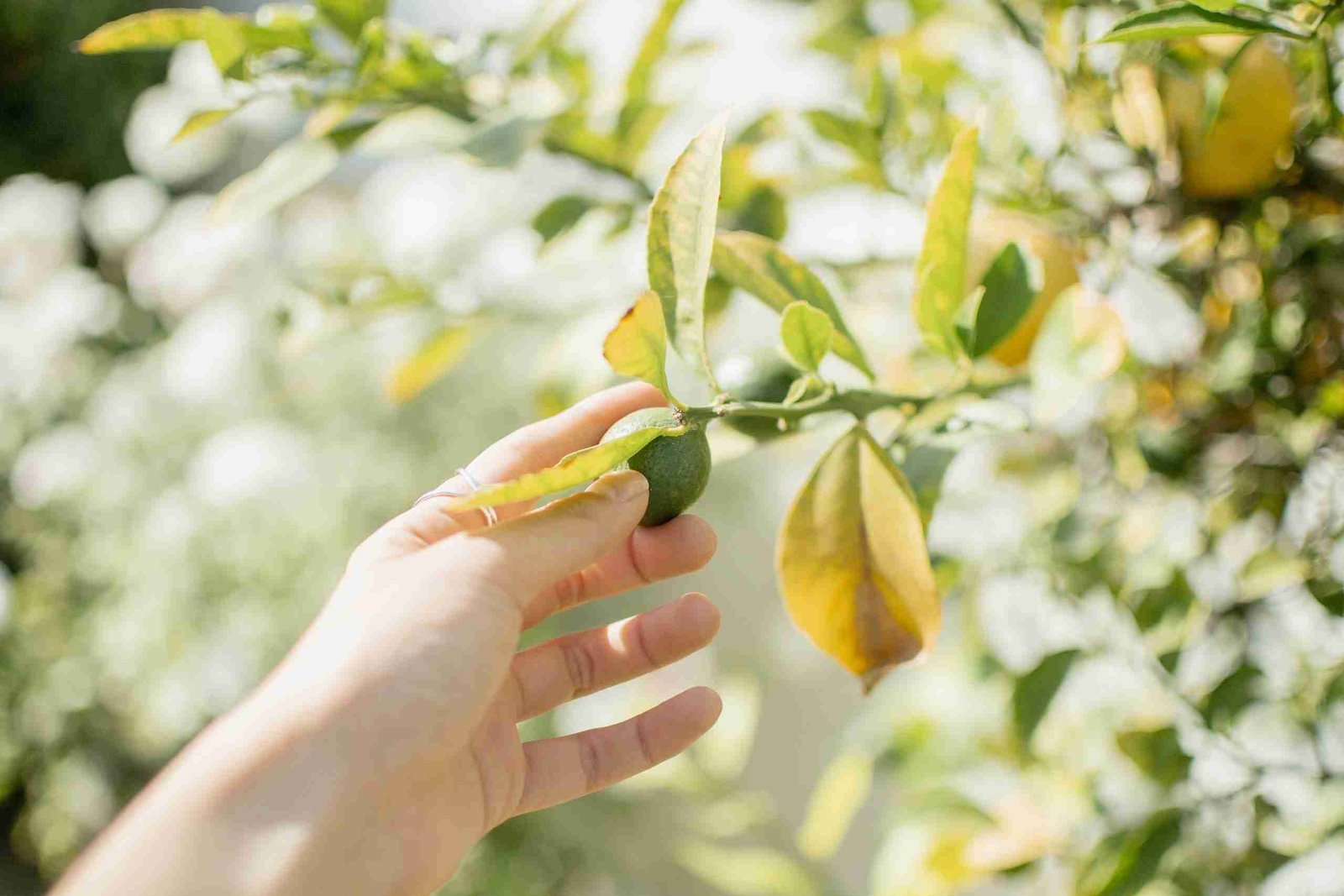 Mano cogiendo una naranja